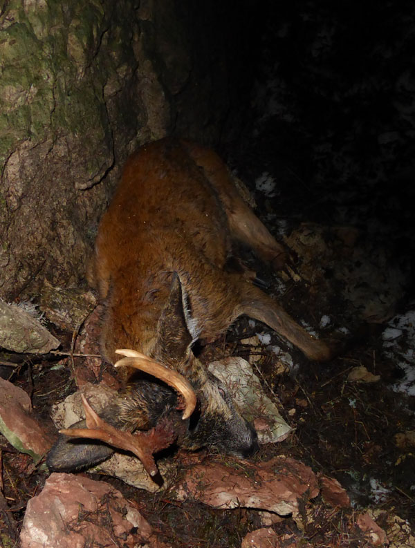 capriolo maschio...purtroppo morto